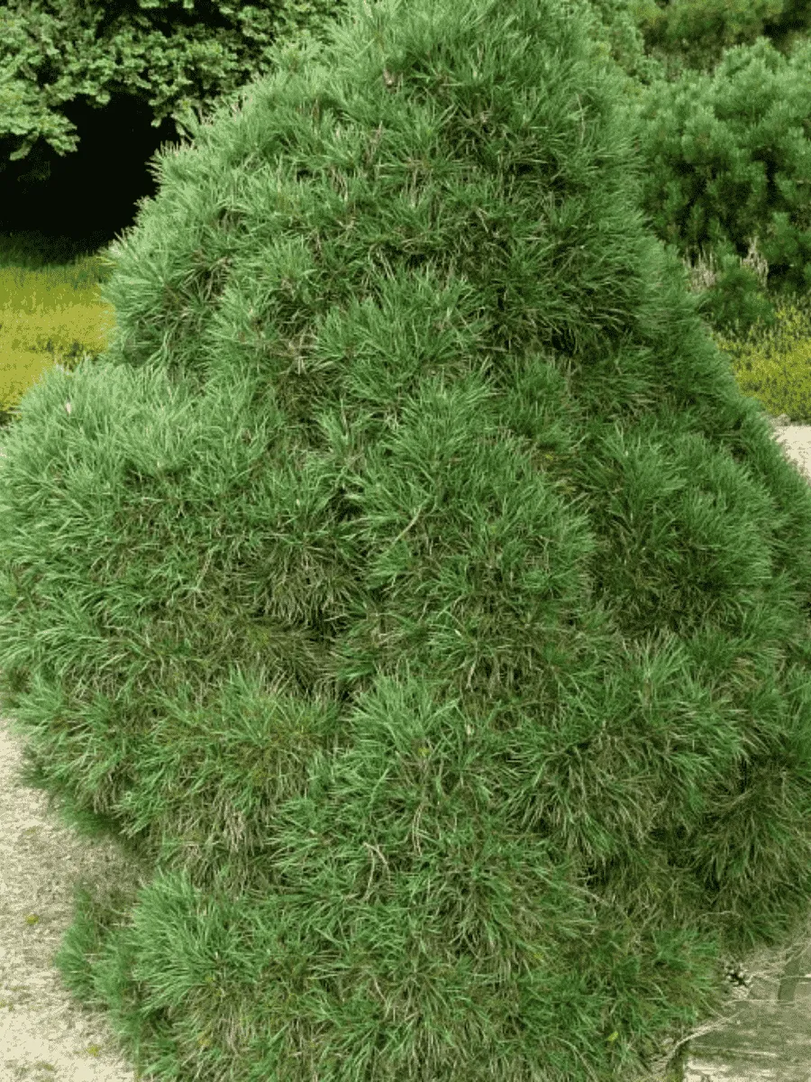 Сосна обыкновенная Globosa viridis