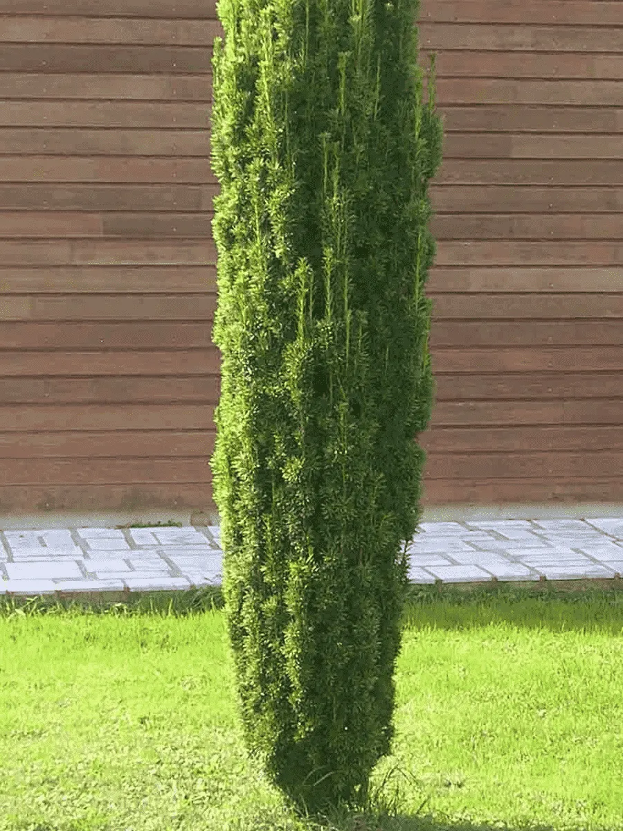 Тис ягодный Fastigiata