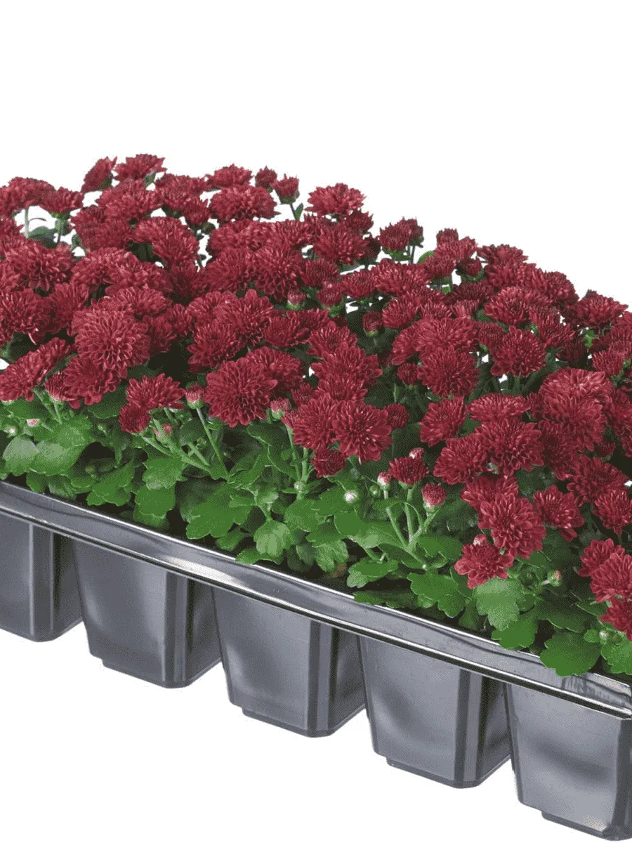 Хризантема мелкоцветковая Baby mum red