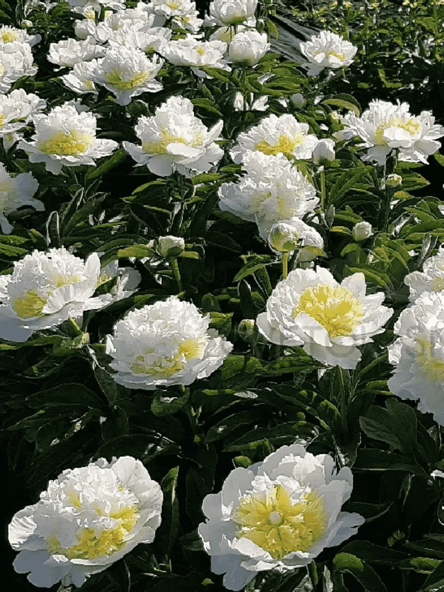 Пион Молочноцветковый Honey Gold