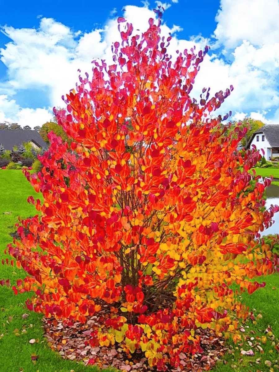 Багрянник японский