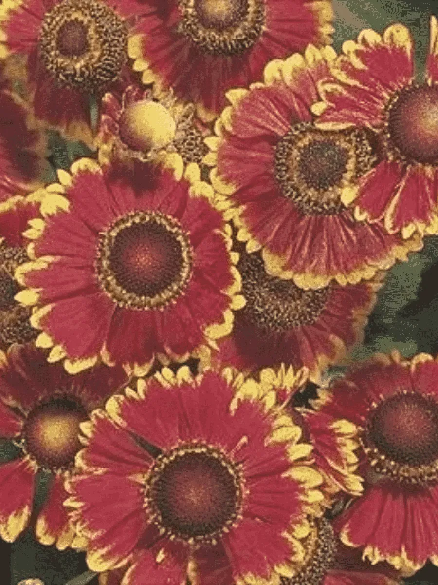 Гелениум осенний  Helena Red Shades