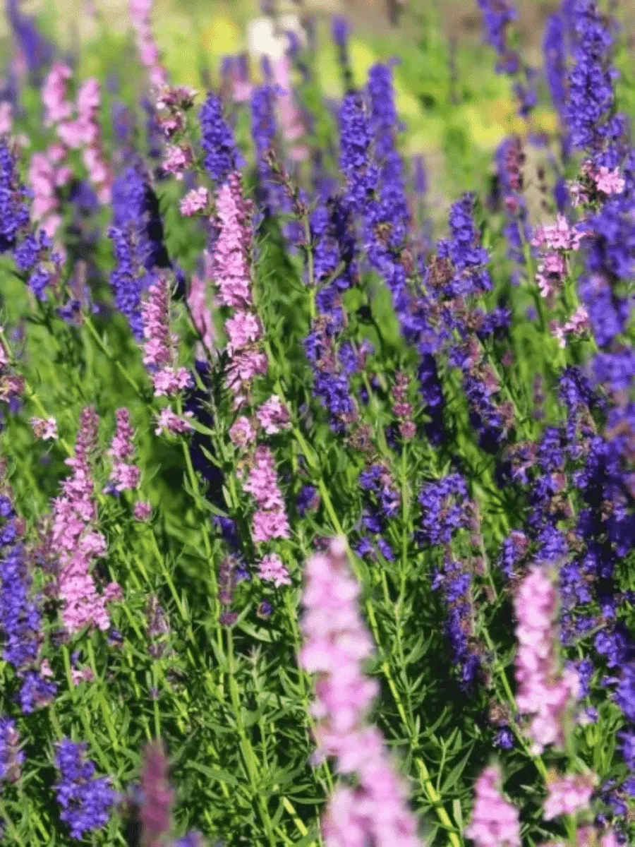 Иссоп лекарственный Mix