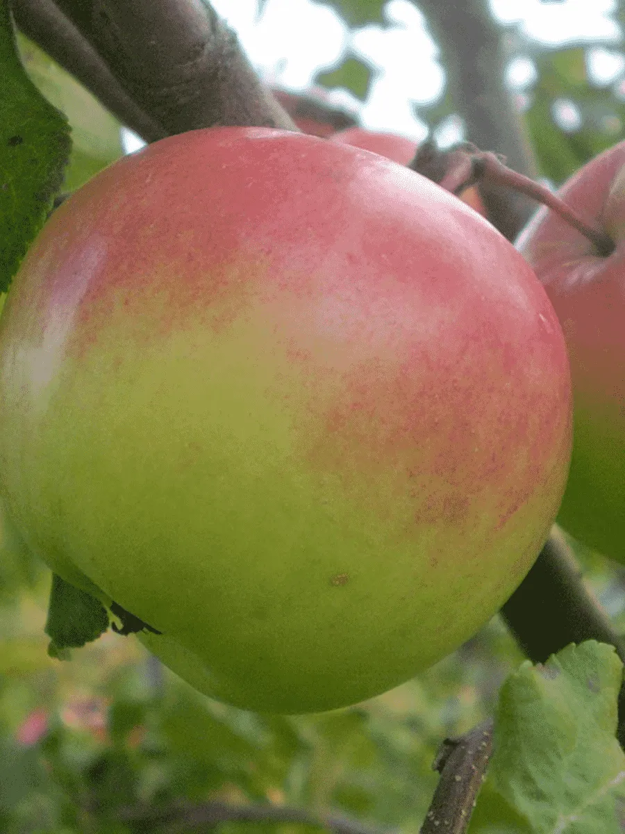 Яблоня Богатырь