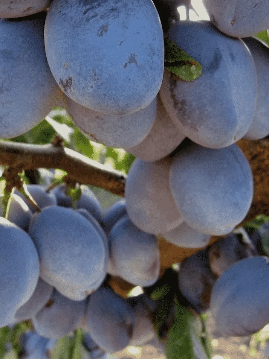 Слива домашняя Венгерка Ранняя