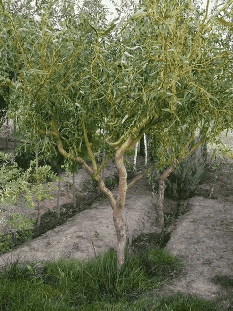 Ива белая Коралл