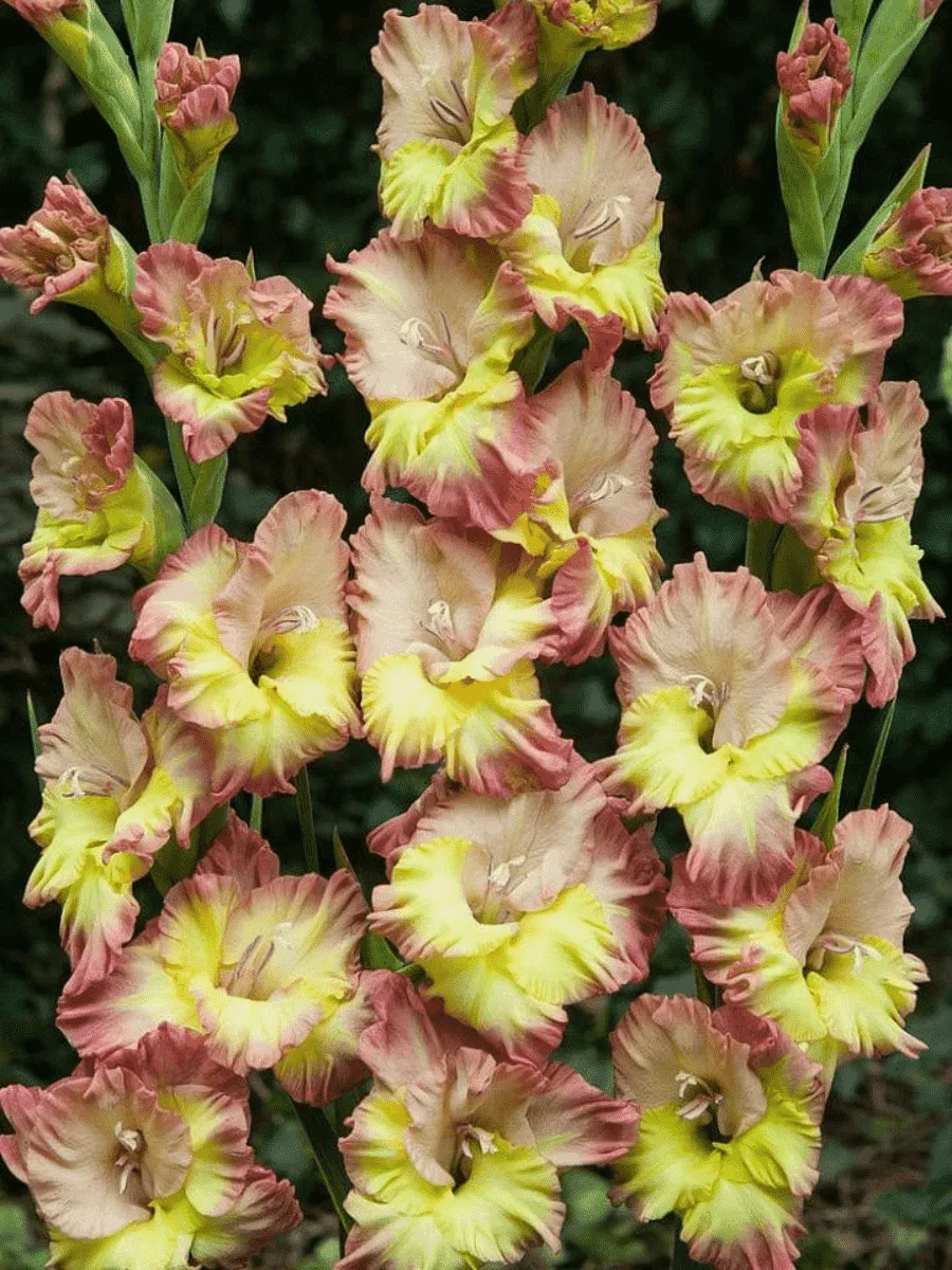 Гладиолус Voliere Frizzle