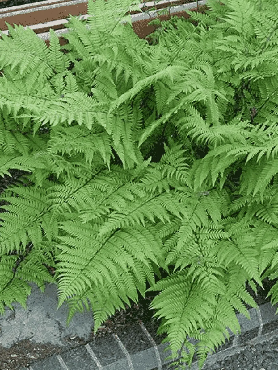 Кочедыжник женский Lady in Red