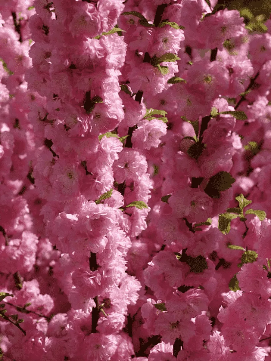 Миндаль трехлопастный Rosenmund