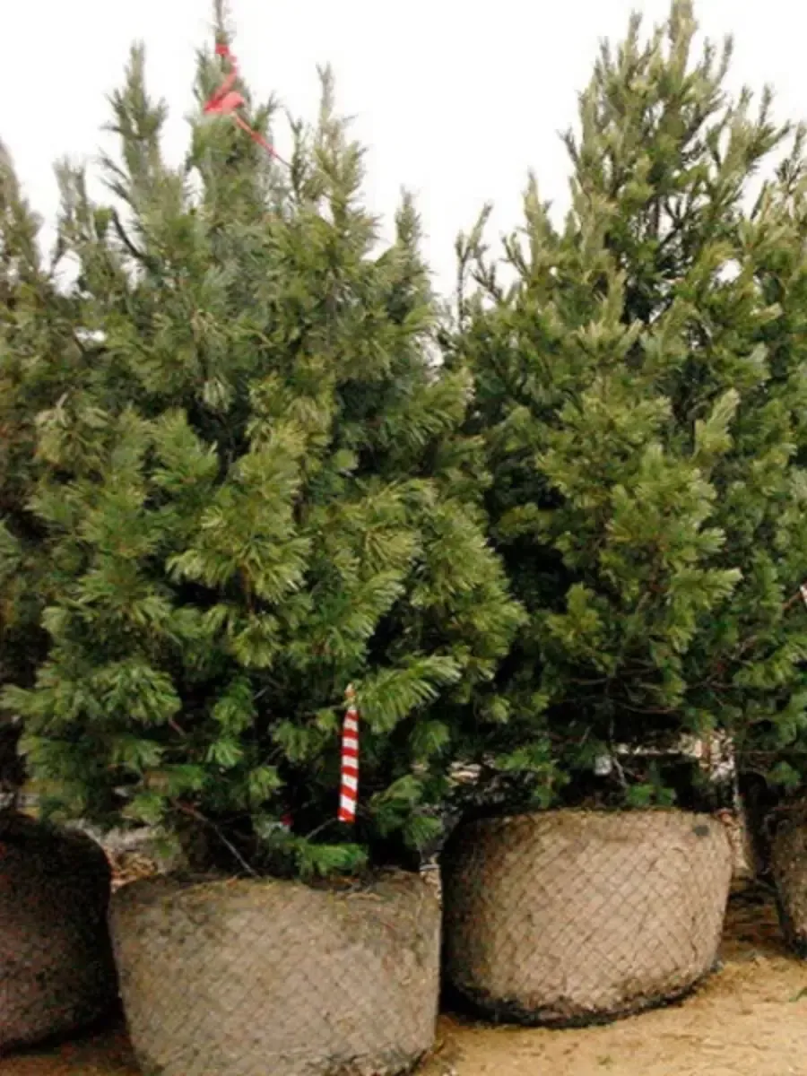 Крупномеры