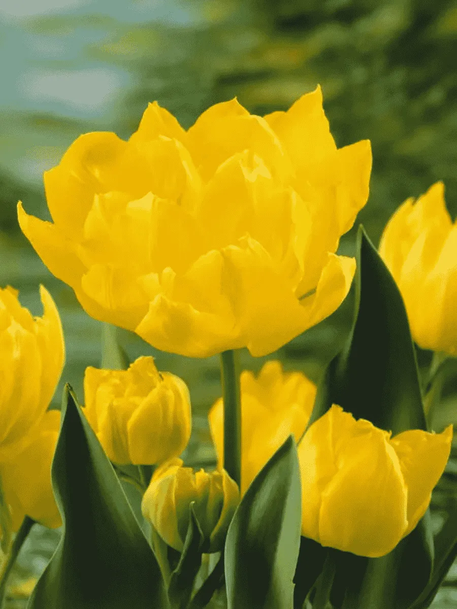 Тюльпан Махровый Monte Carlo