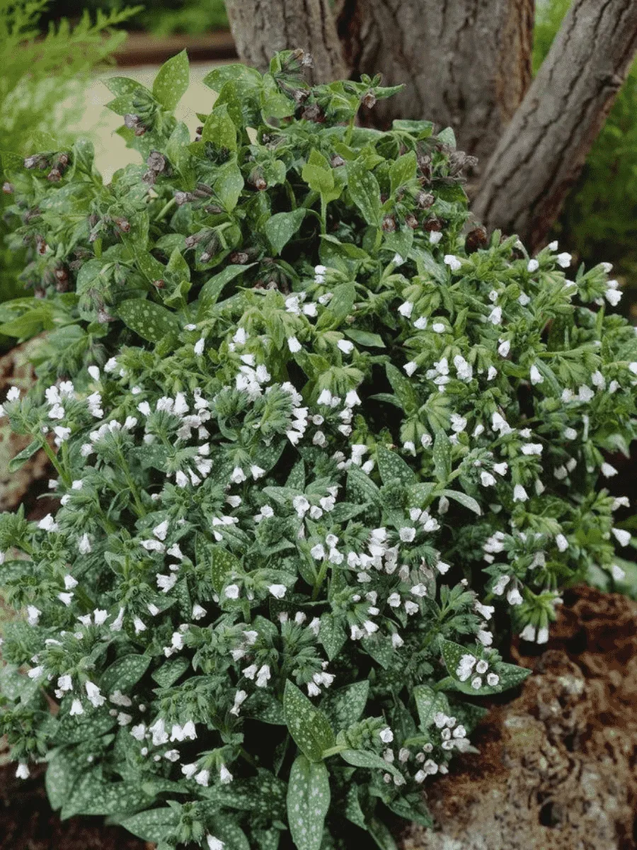 Медуница лекарственная Sissinghurst White