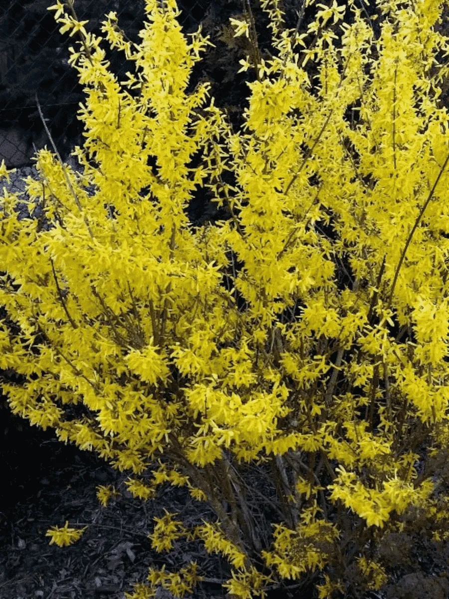 Форзиция промежуточная Maluch