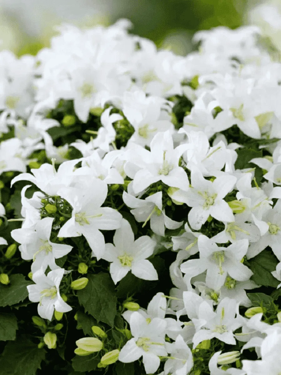 Колокольчик Портеншлага Zenn White