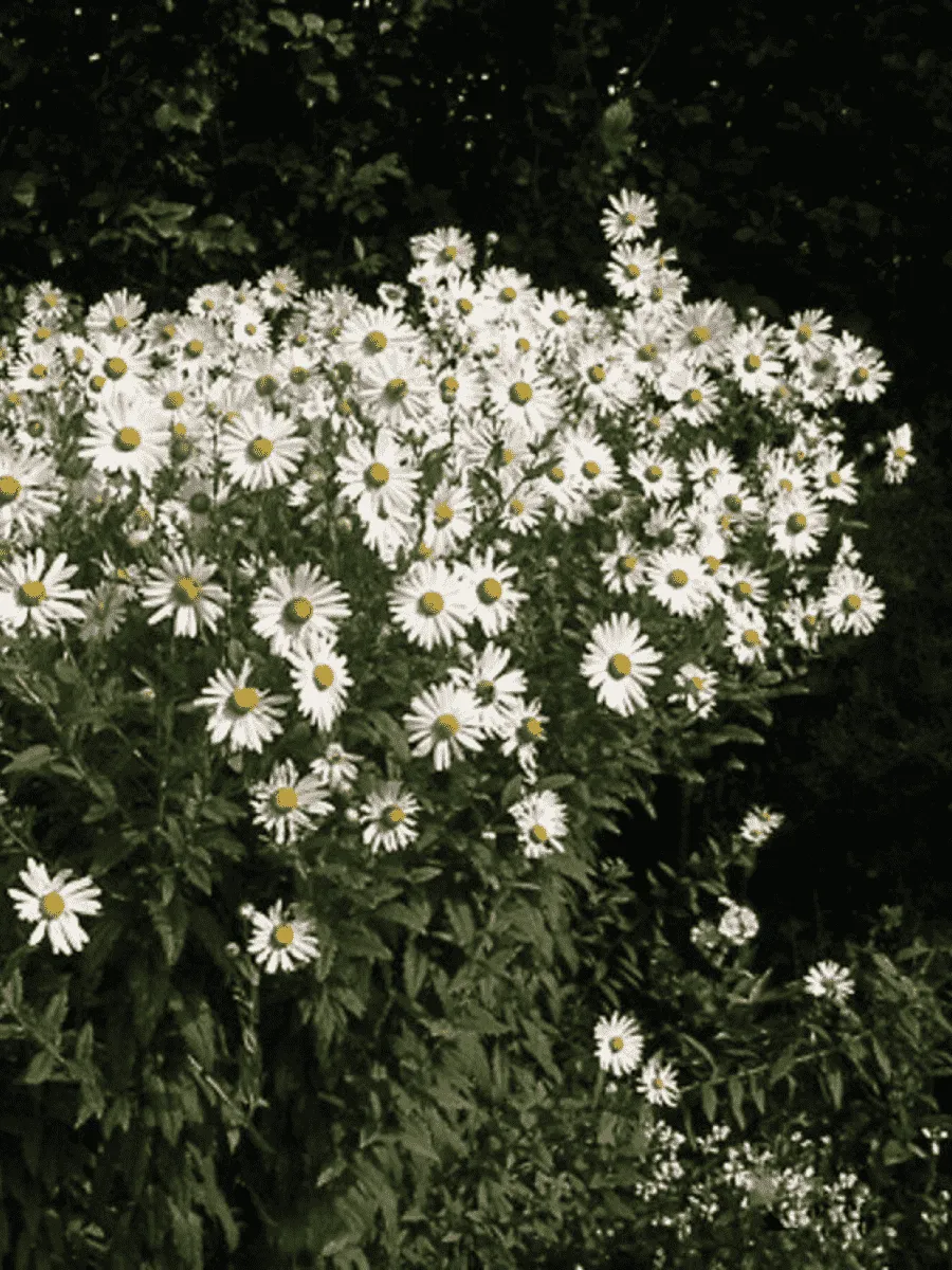 Леукантемелла поздняя