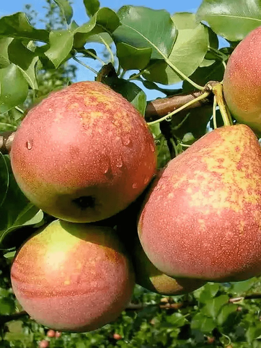 Груша Мраморная