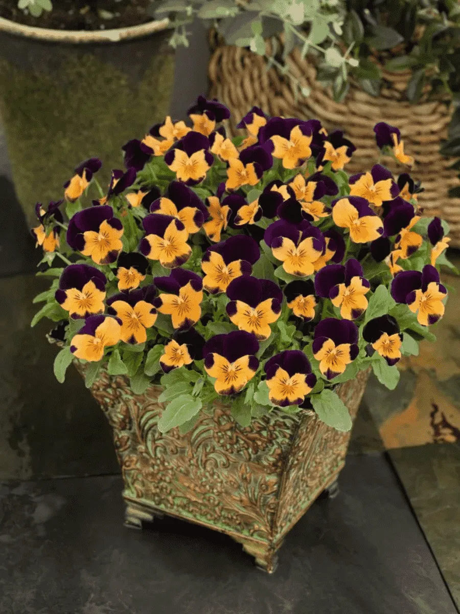 Виола рогатая Admire Orange Purple Wing