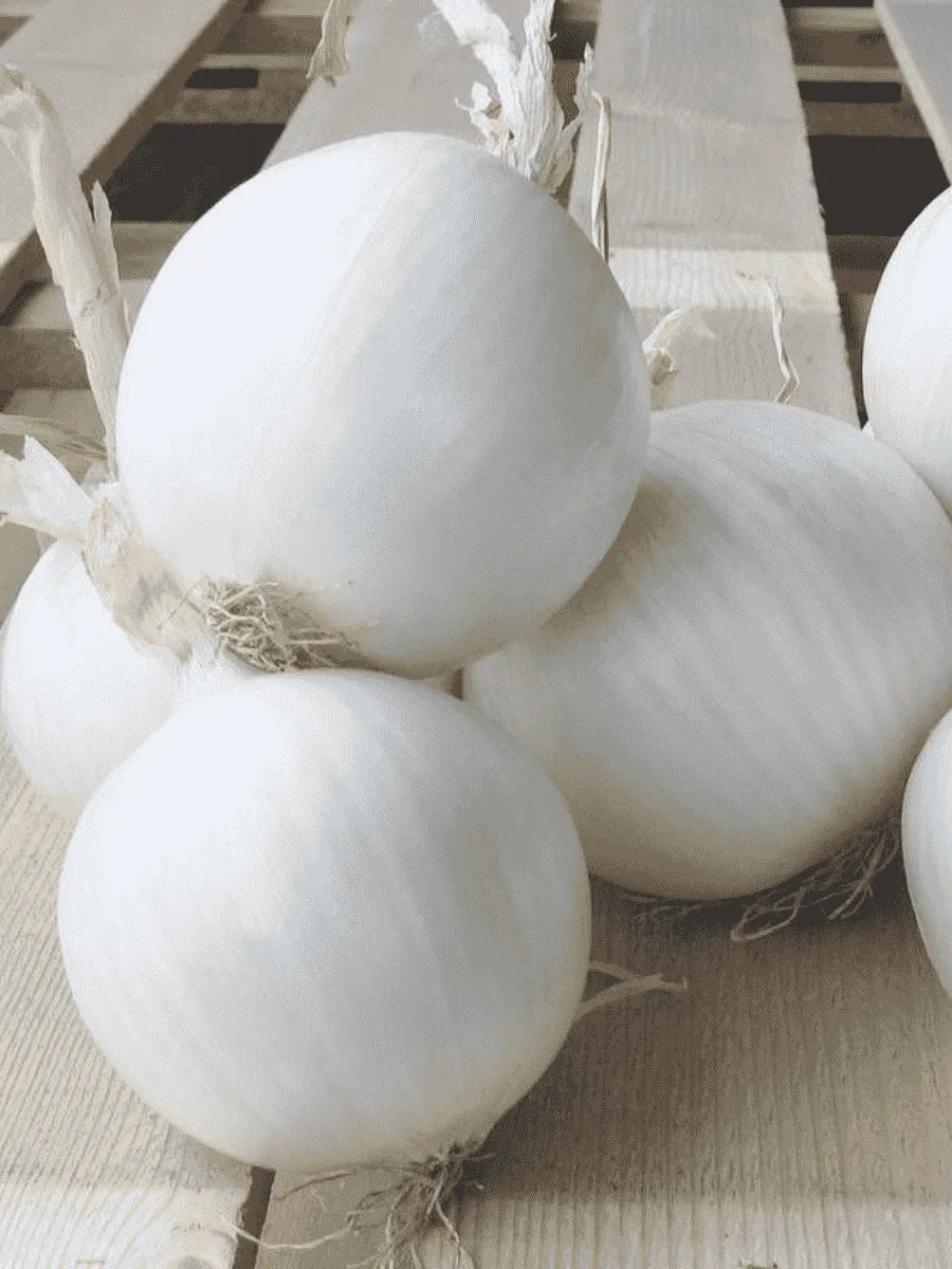 Лук-севок Стардаст Белый