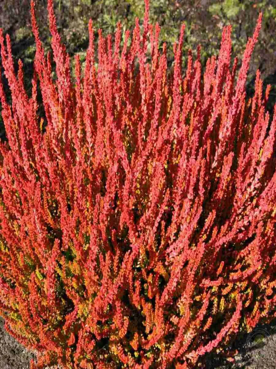 Вереск обыкновенный Zora