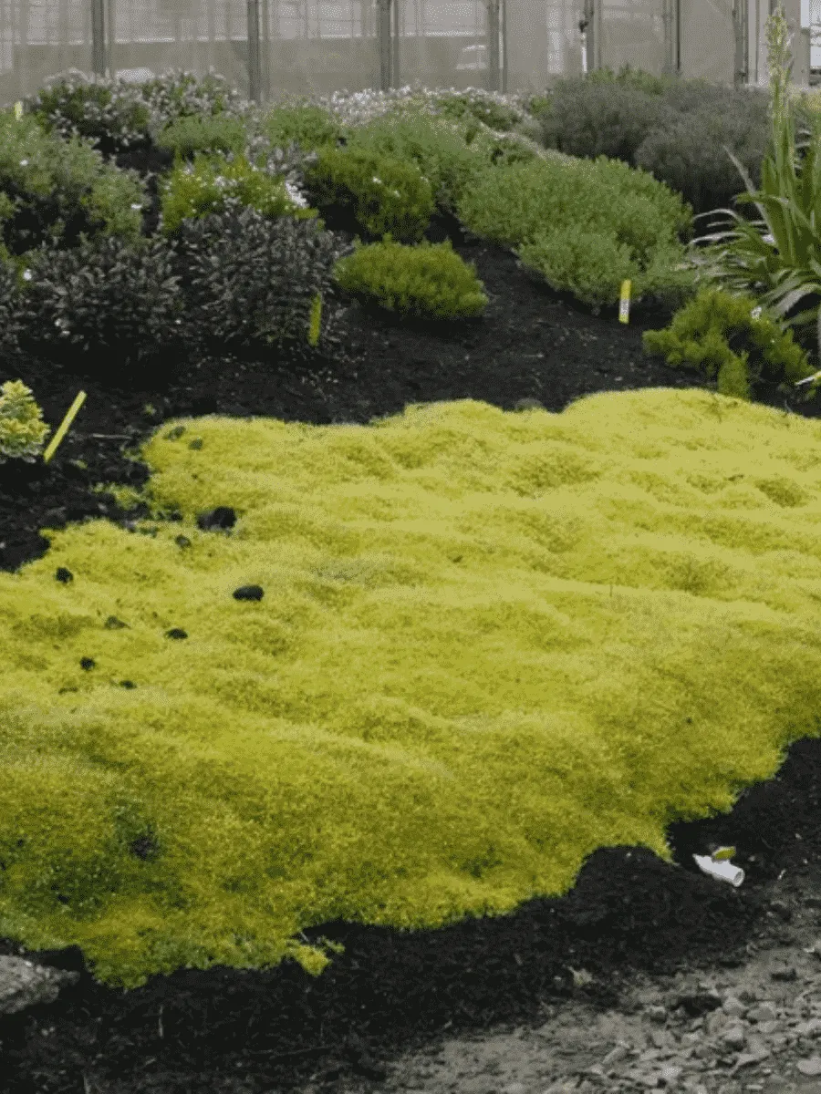 Мшанка шиловидная Scotch Moss