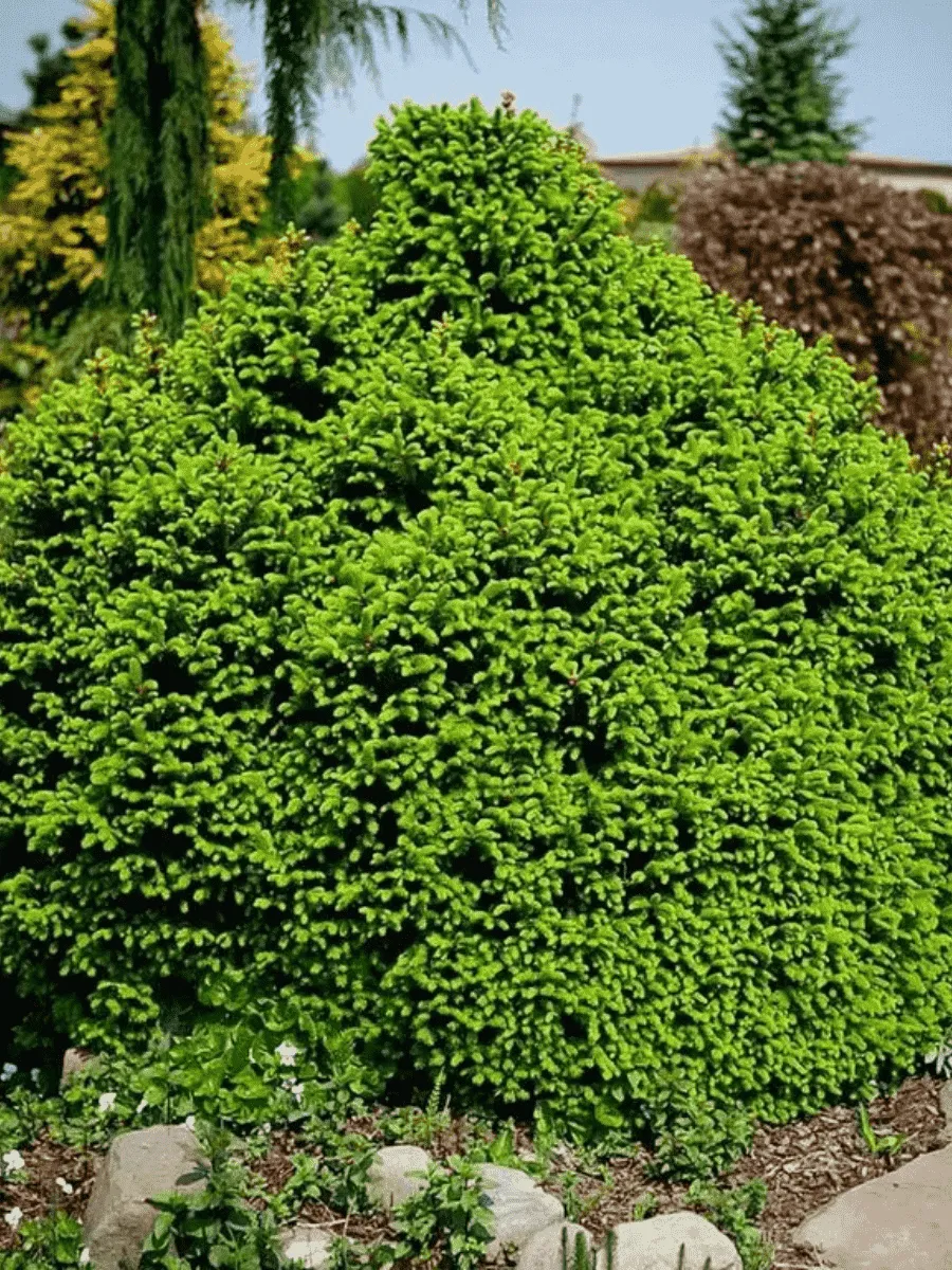 Ель обыкновенная Оhlendorffii