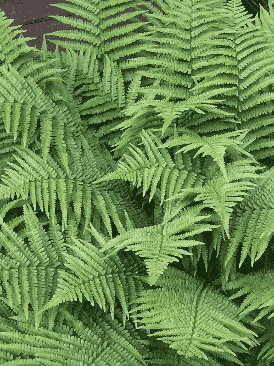 Щитовник мужской Mexica