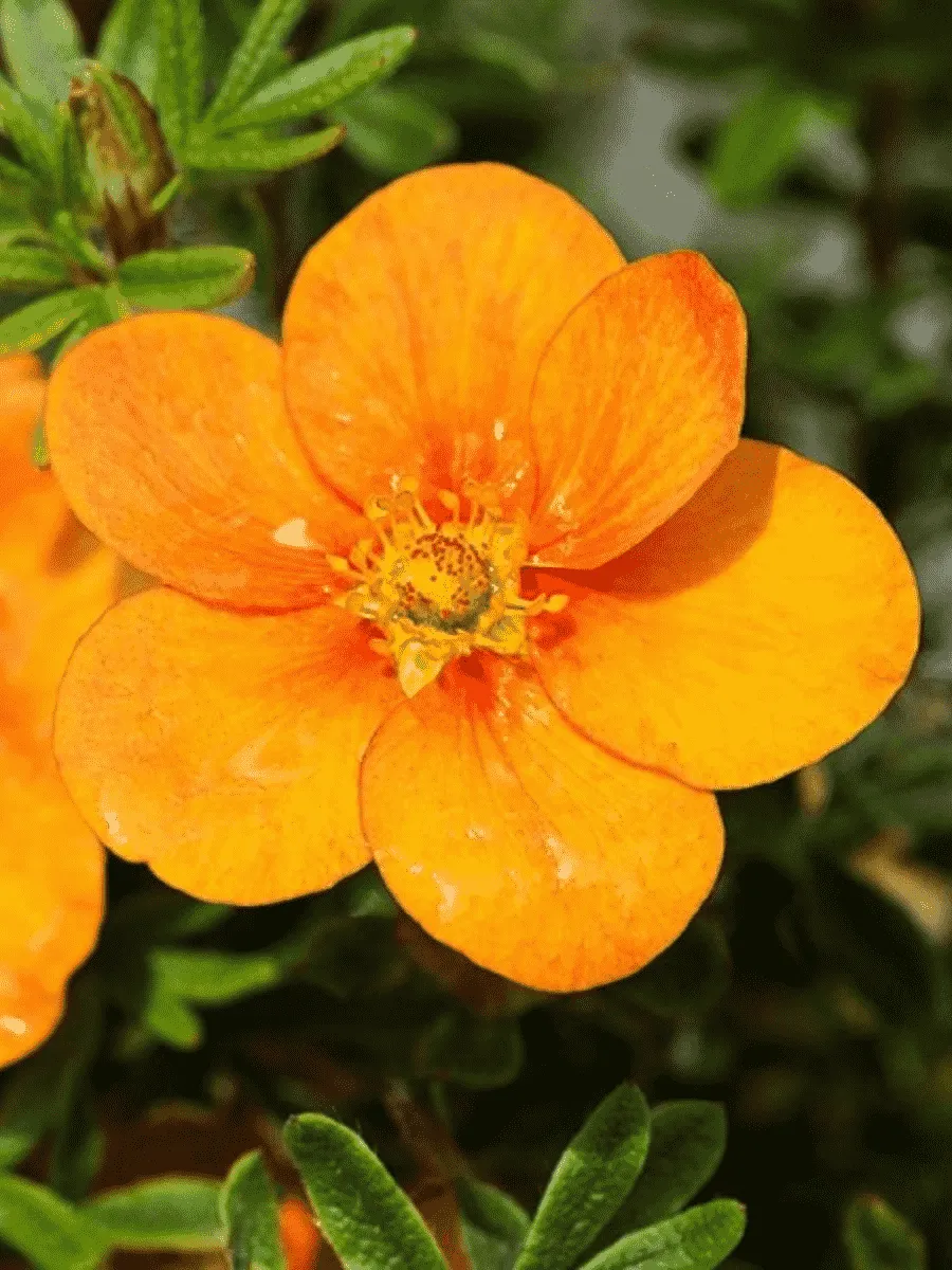 Лапчатка кустарниковая Tangerine