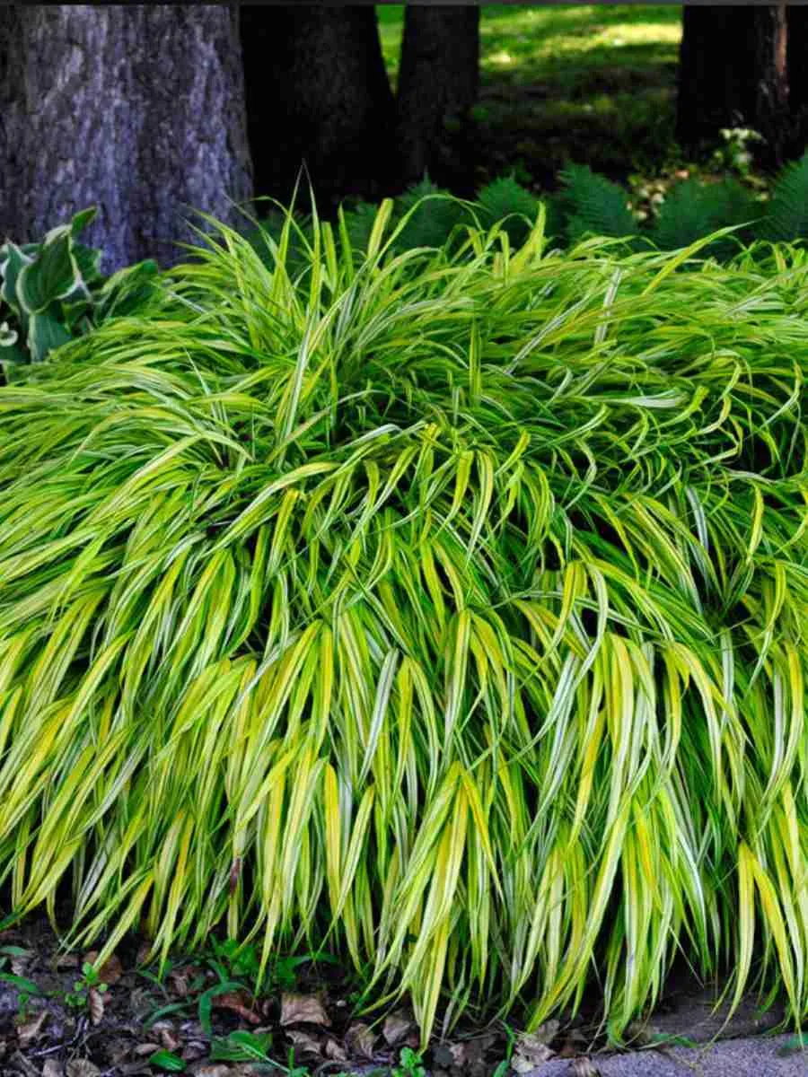 Хаконехлоа