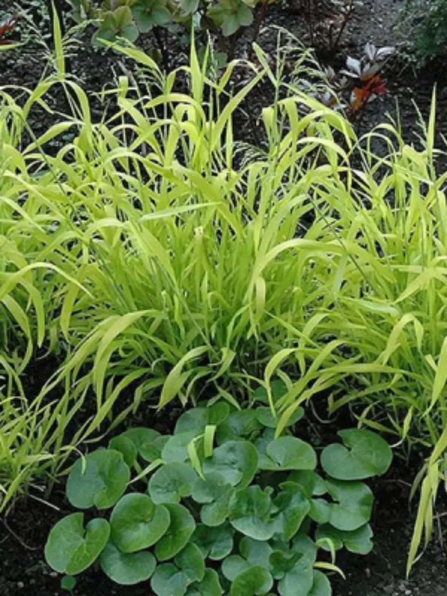 Бор развесистый Aureum