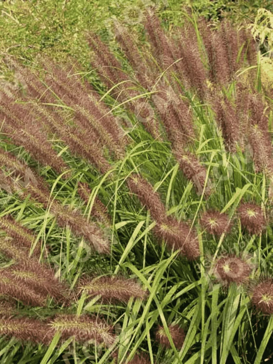 Пеннисетум лисохвостый 'Red Head'