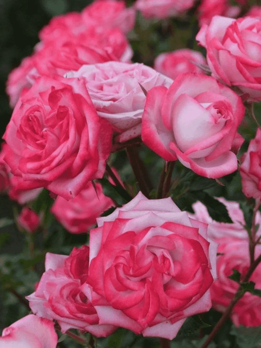 Роза спрей  Safina