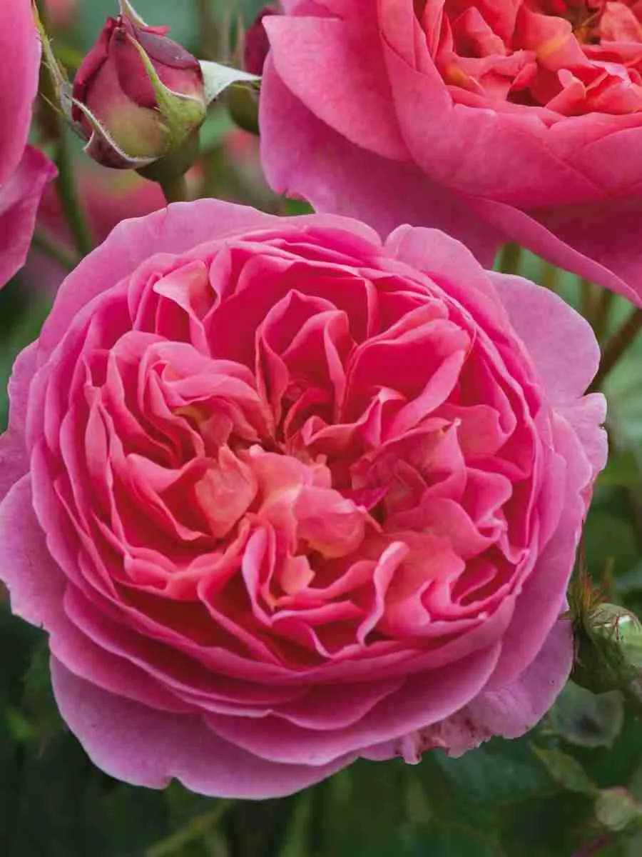 Английские кустовые