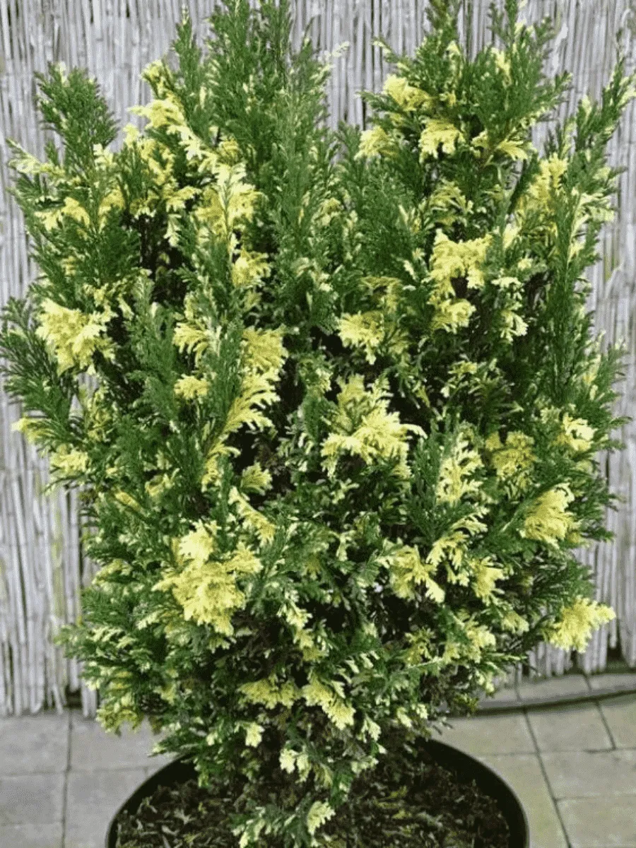 Кипарисовик тупой Saffron Spray