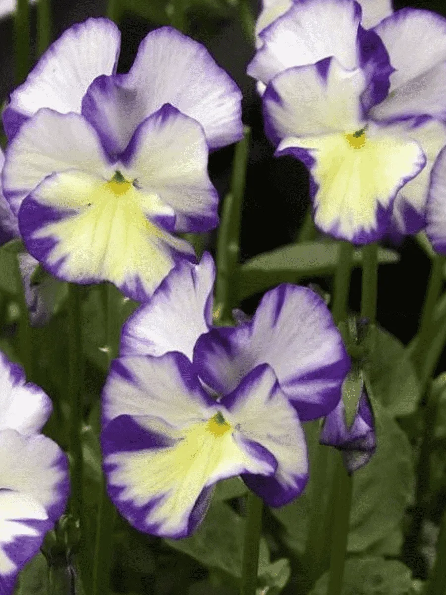 Виола рогатая Rebecca Cawthorne