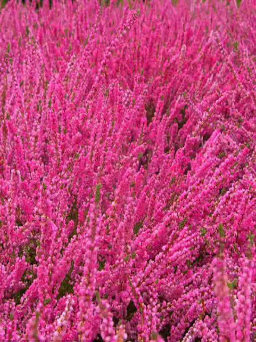 Вереск обыкновенный Mary Ann