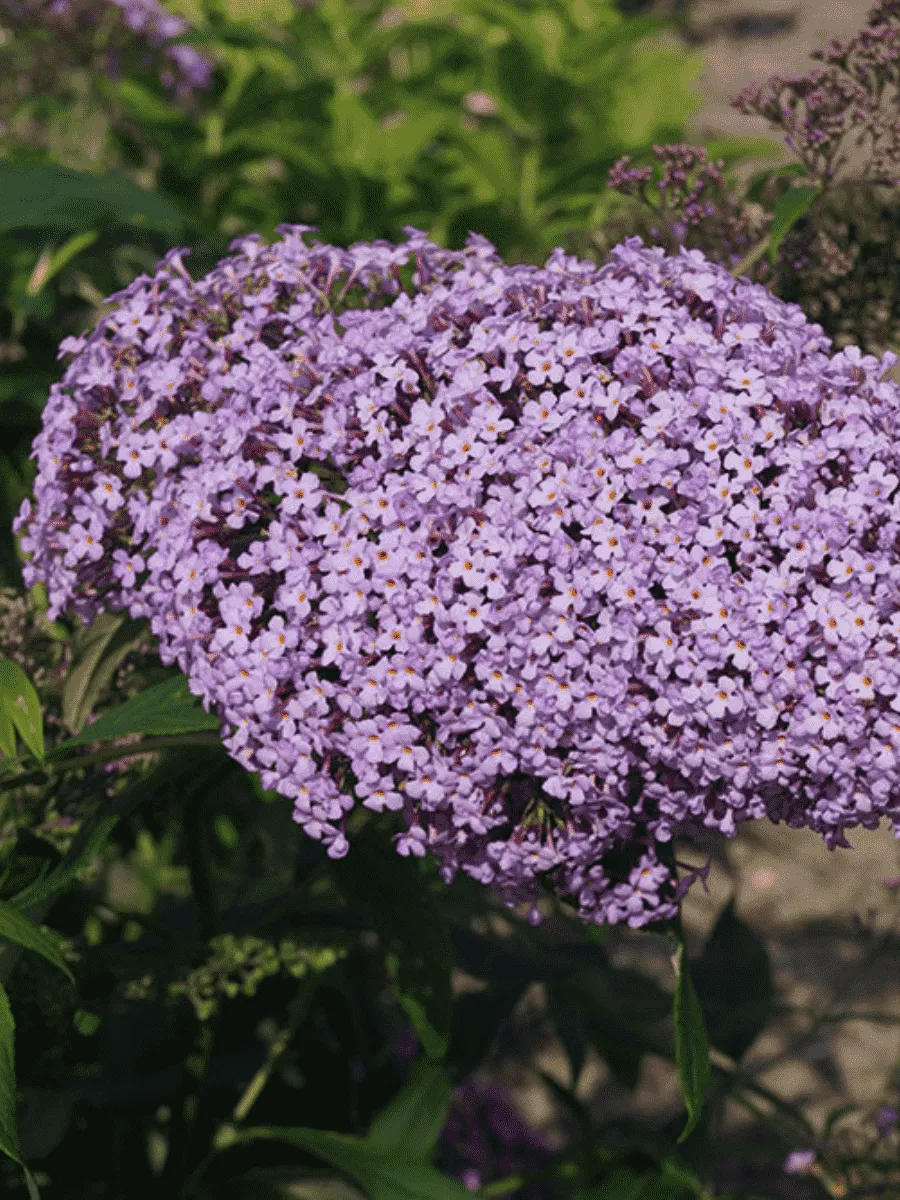 Буддлея давида Gulliver