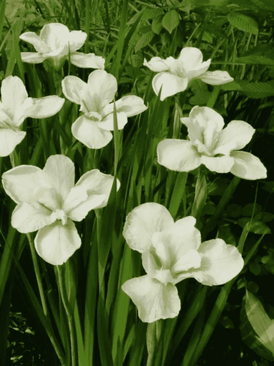 Ирис сибирский Dreaming Green