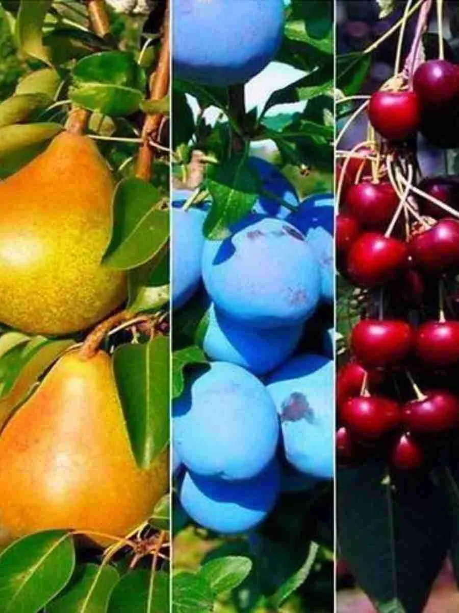 Плодово - Ягодная рассада и саженцы