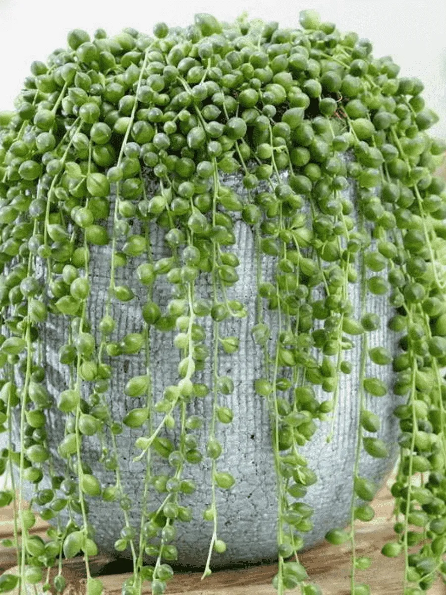 Крестовник