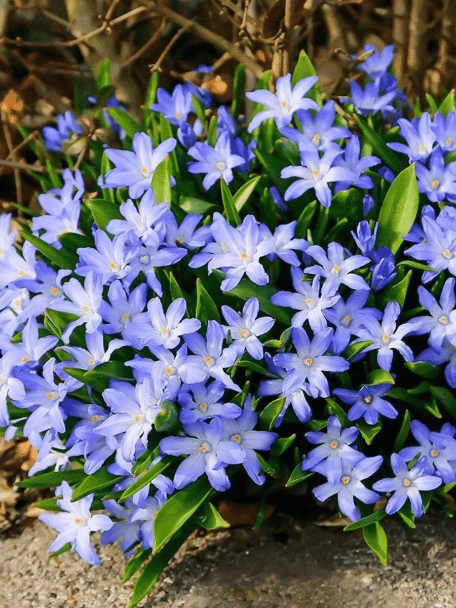 Хионодокса Forbesii