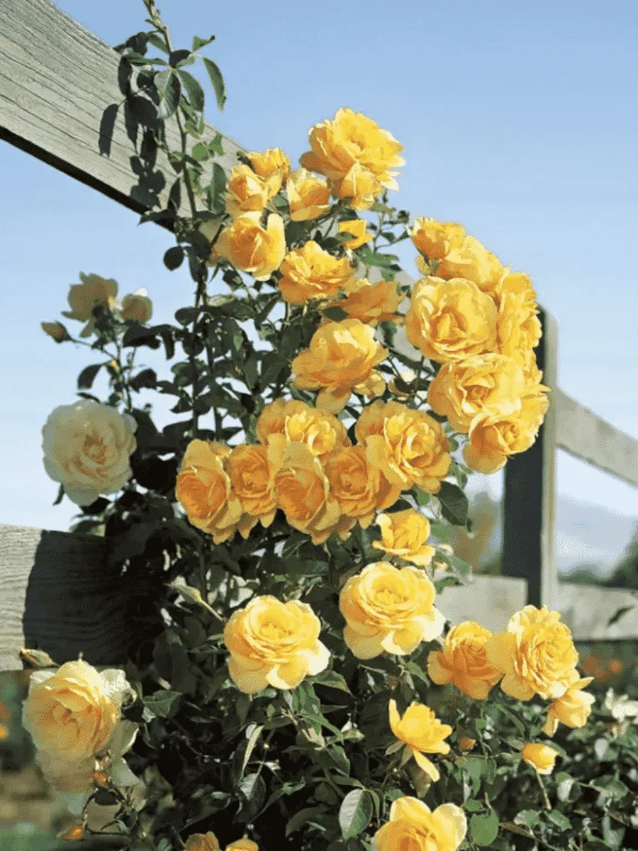 Роза Плетистая Morgensonne