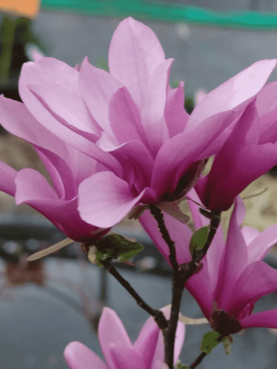 Магнолия лилиецветная Betty