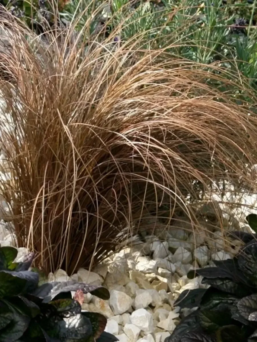 Осока власовидная Bronze