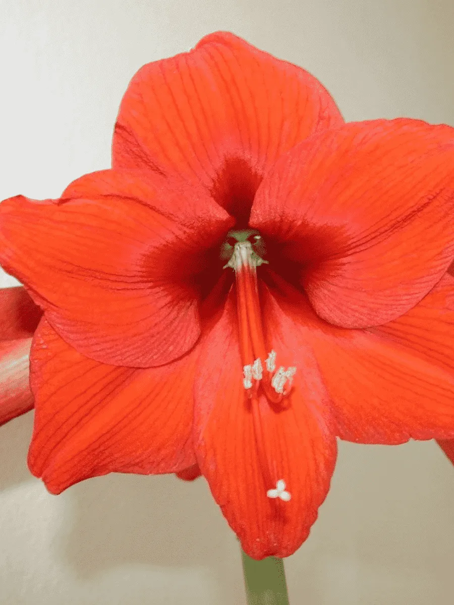 Амариллис Park Orange