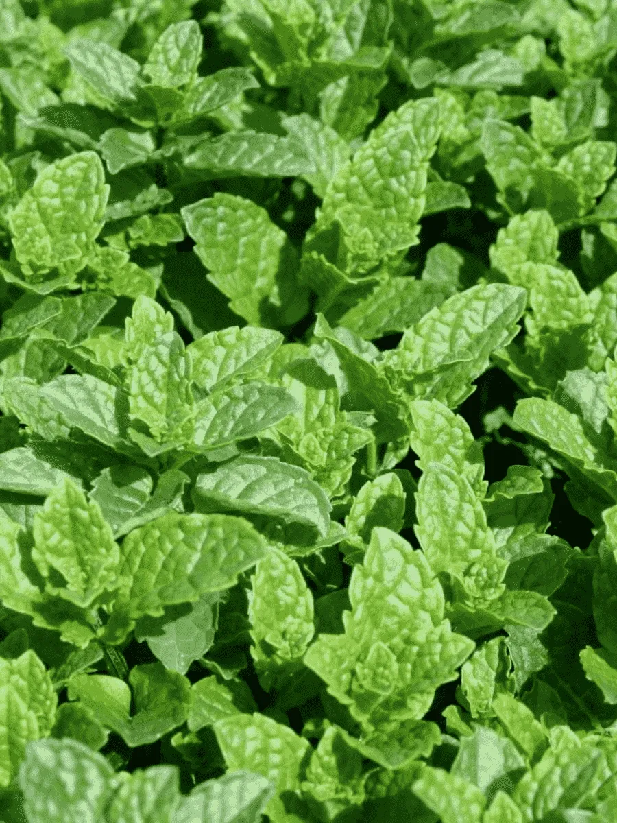 Мята пряная  Moroccan Mint