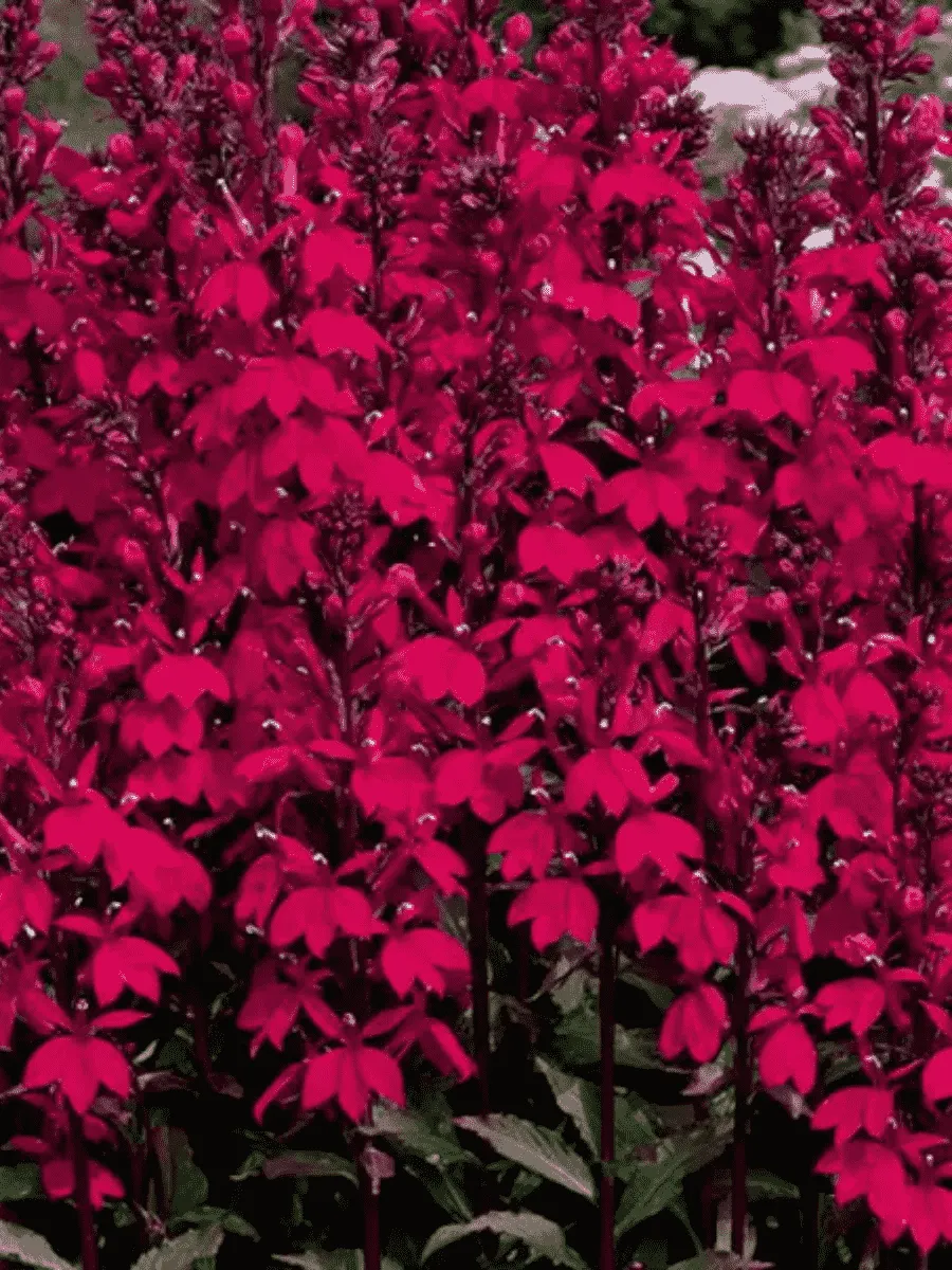 Лобелия прекрасная Fan F1 Burgundy