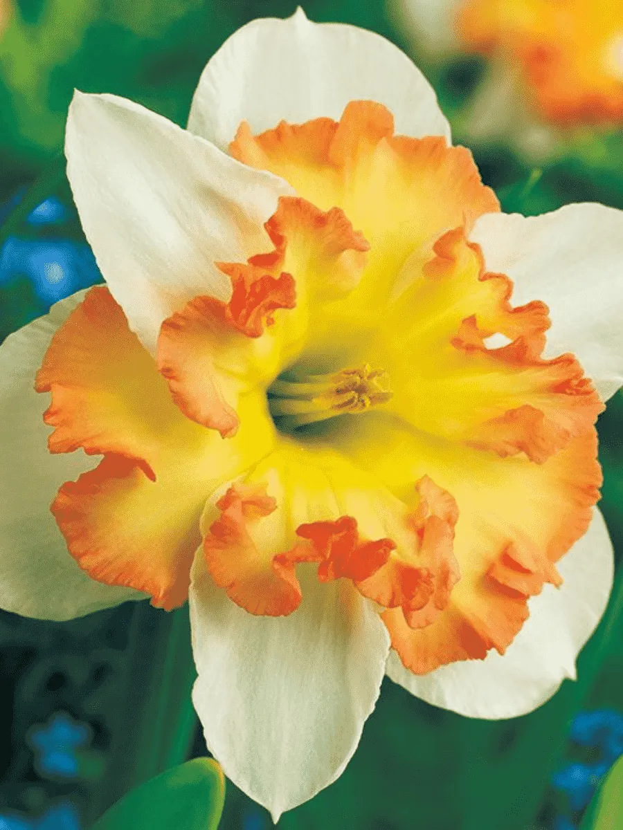 Нарцисс Taurus