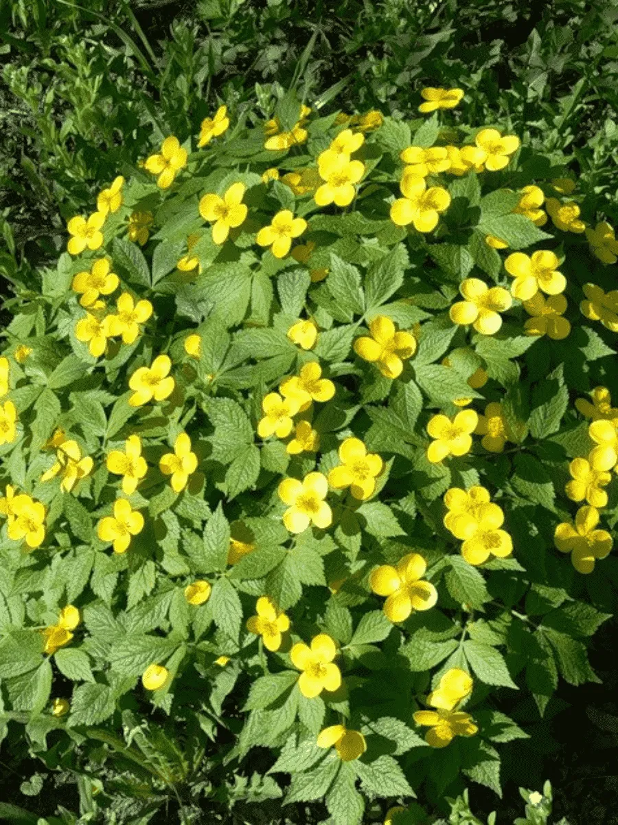 Хиломекон японский