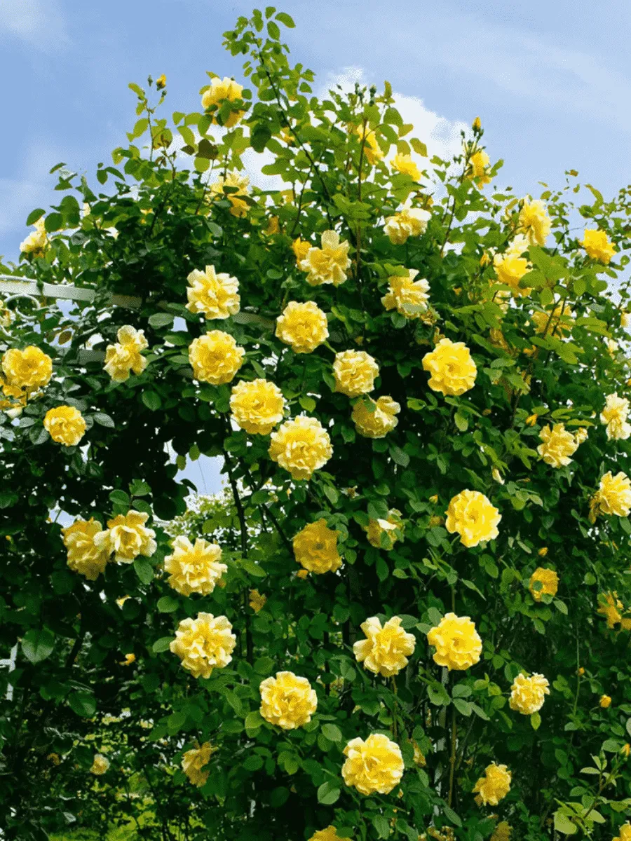 Роза Плетистая Golden Gate