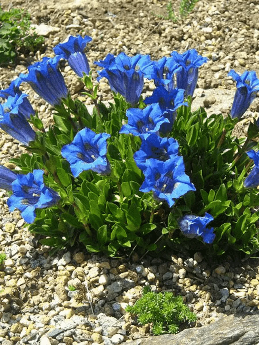 Горечавка бесстебельная